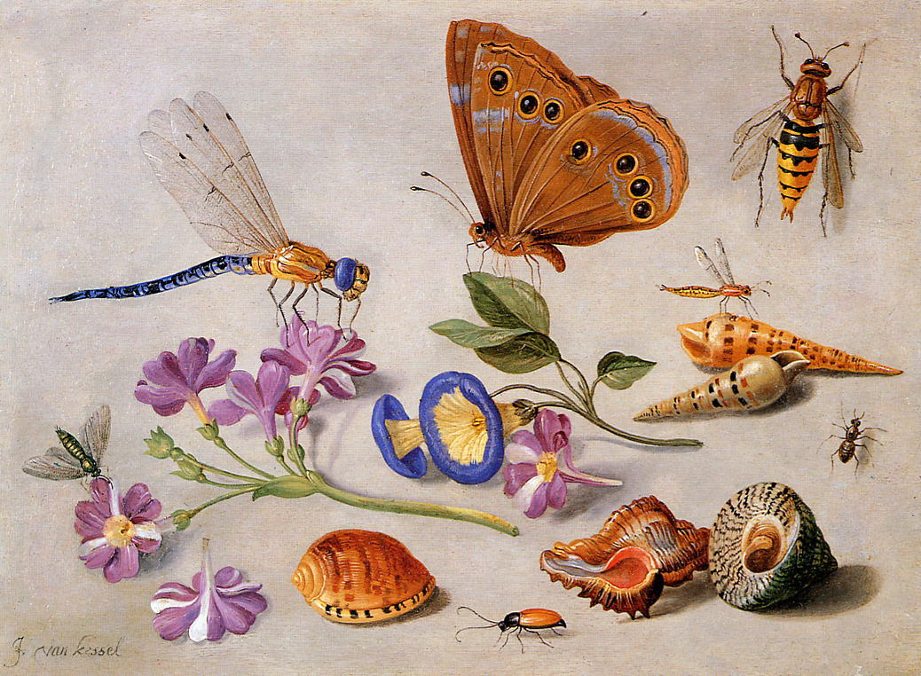 Ян ван Кессель Старший. Натюрморт с бабочкой