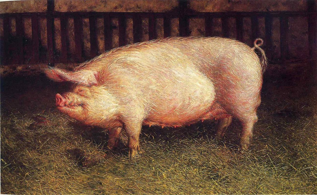 Джейми Уайет. Портрет свиньи