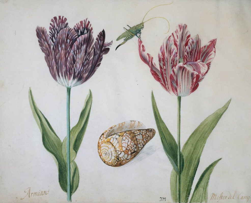 Якоб Маррел. Два тюльпана, раковина и насекомое