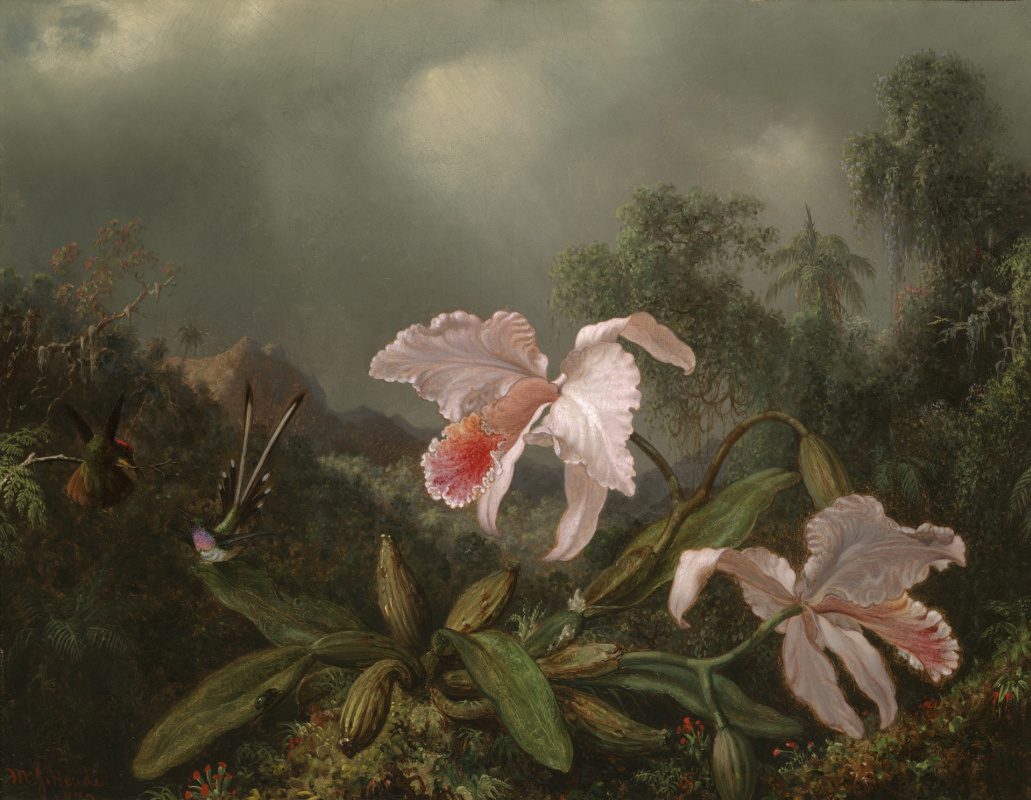 Мартин Джонсон Хед. Орхидеи и колибри на фоне джунглей