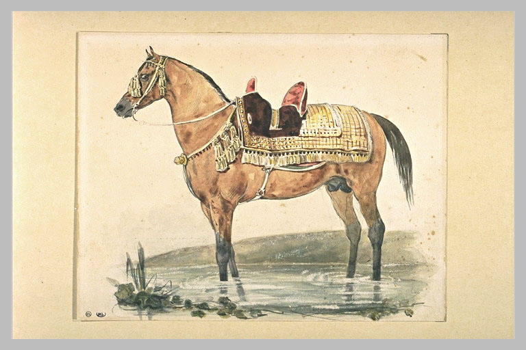 Арабский конь под седлом на мелководье