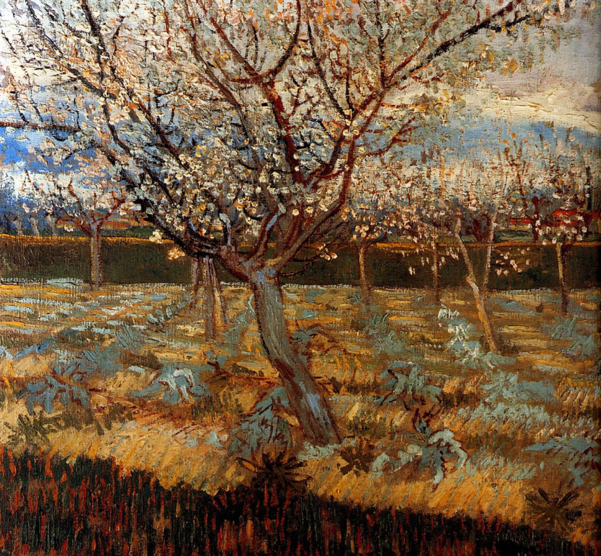 Винсент Ван Гог. Цветущие абрикосы