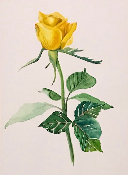 Лариса Луканева. Жёлтая роза