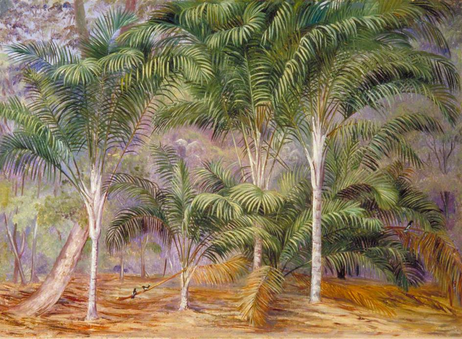 Марианна Норт. Пальмы в Маэ, Сейшельские острова