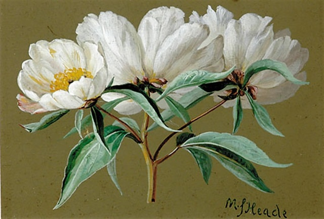 Мартин Джонсон Хед. Ветка с белыми цветами