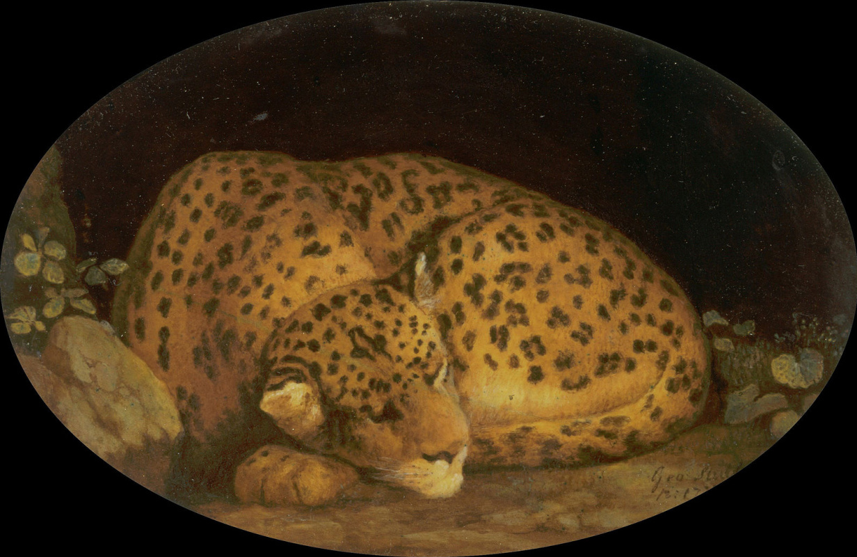 Спящий леопард