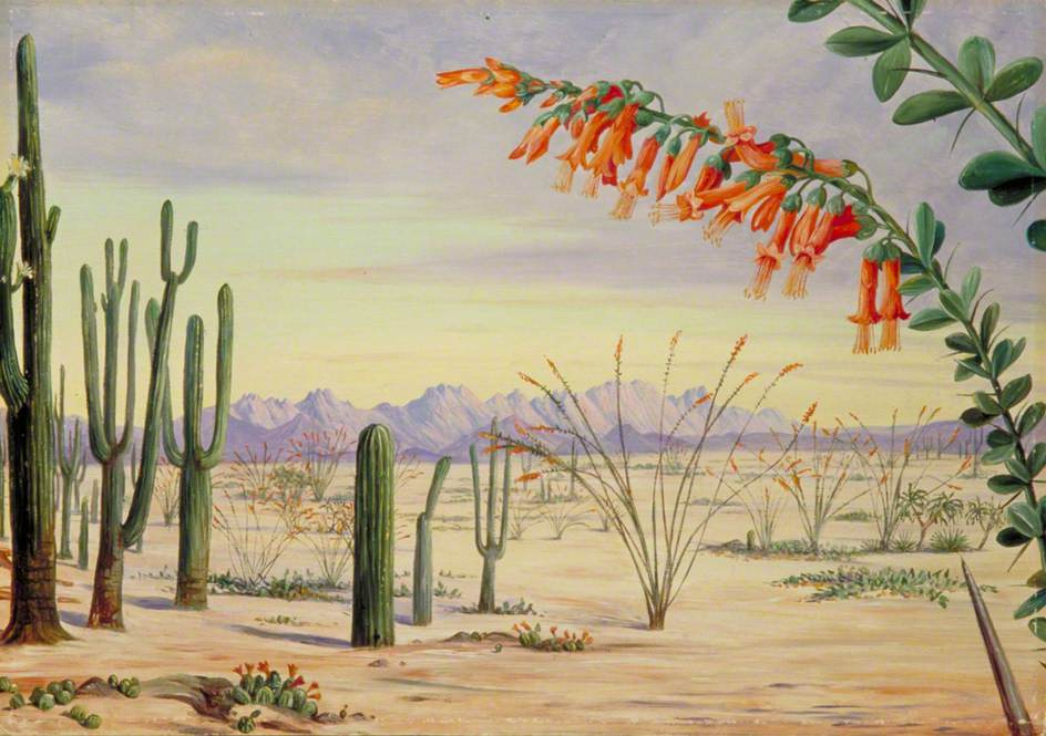Марианна Норт. Растения в пустыне Аризоны