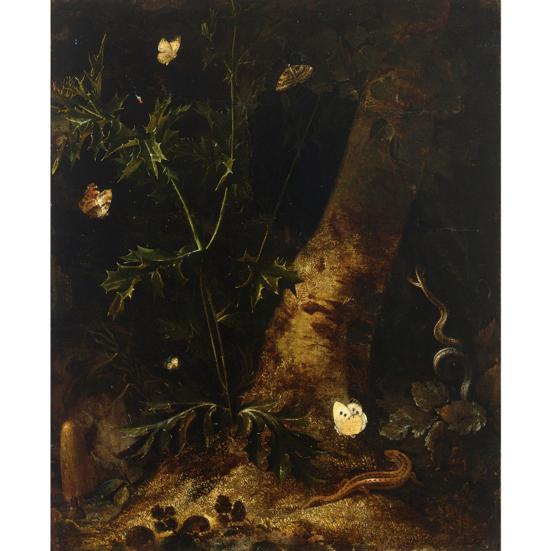 Отто Марсеус ван Скрик. Лесной натюрморт с саламандрой, змеей и бабочками вокруг чертополоха
