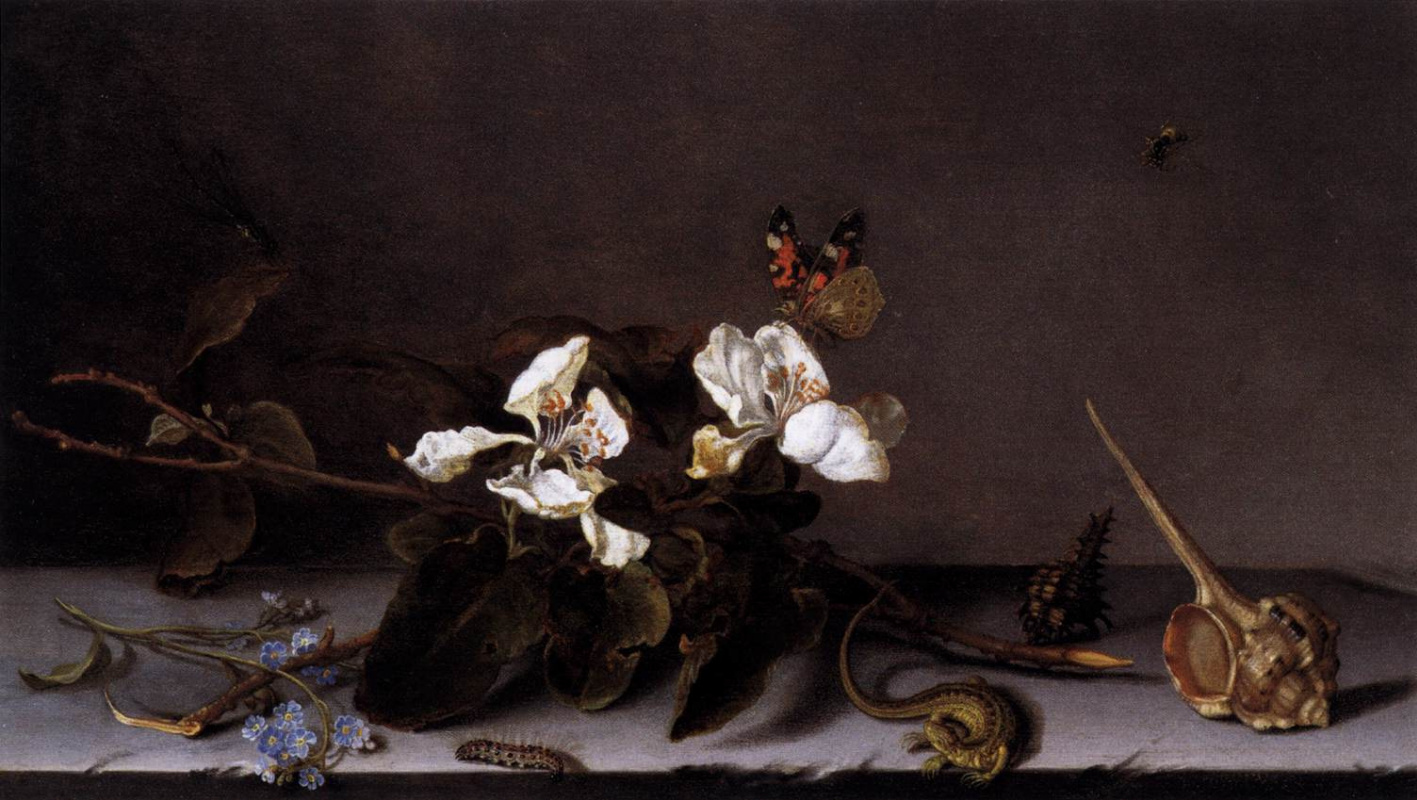 Балтазар ван дер Аст. Бабочка и ветка цветущей яблони