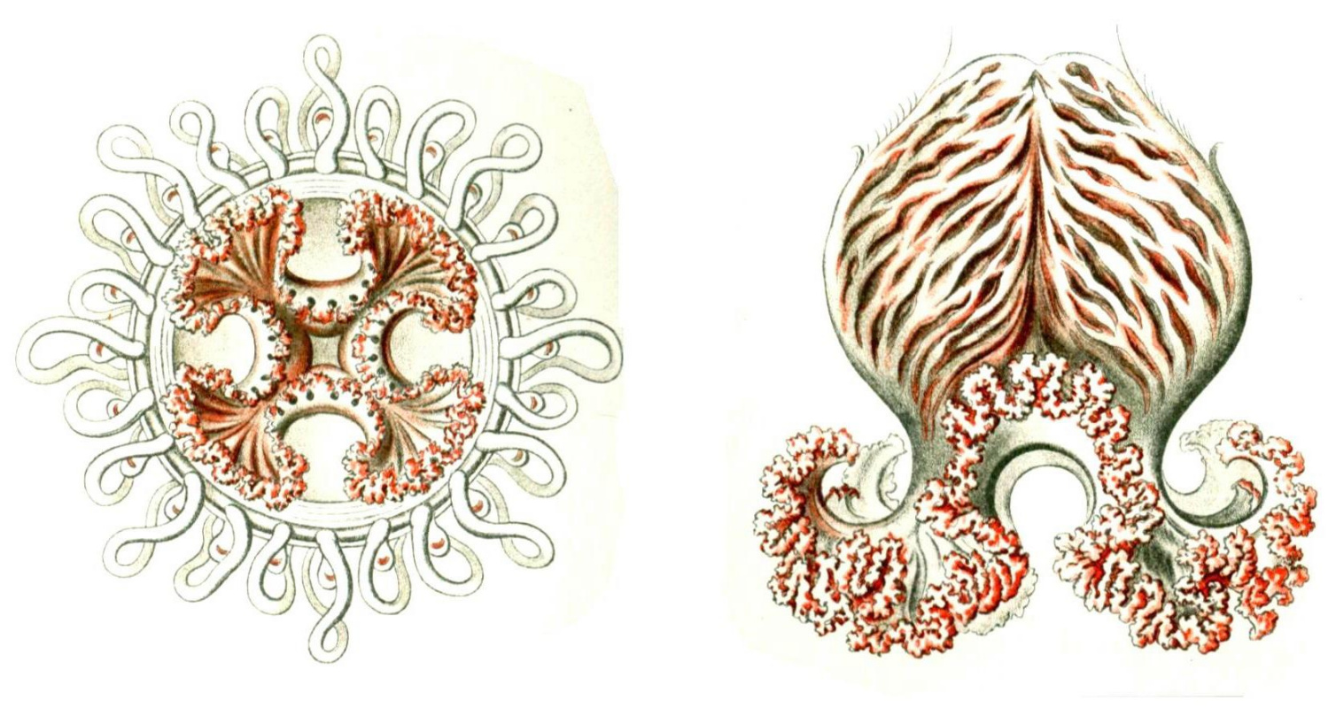 Эрнст Генрих Геккель. Медуза неотуррис. «Красота форм в природе»