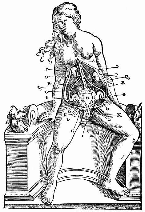 Ханс Бальдунг. Иллюстрация к "Анатомии" Вальтера Херманна Риффа, Расположение гениталий у сидящей женщины
