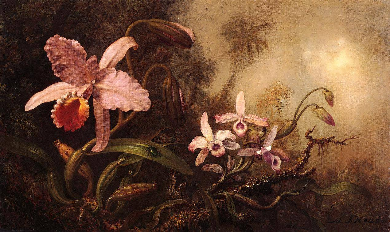 Мартин Джонсон Хед. Жук на листе орхидеи