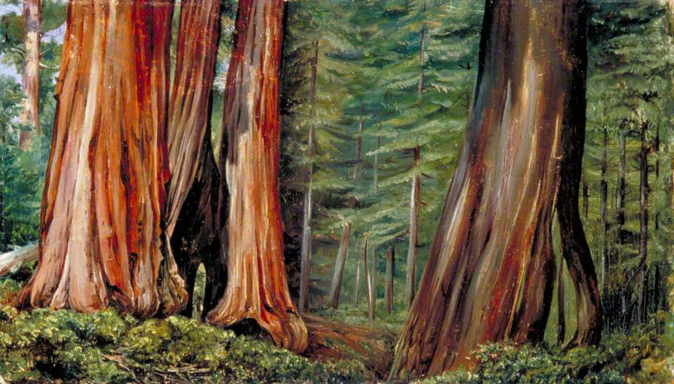 Марианна Норт. В роще гигантских деревьев Марипоза, Калифорния