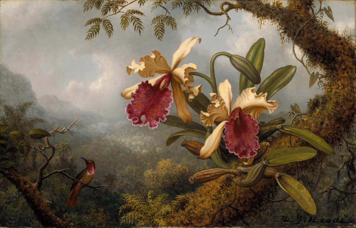 Мартин Джонсон Хед. Две орхидеи и колибри